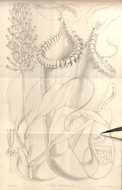 Nepenthes edwardsiana من معاملات جمعية Linnean في لندن ، المجلد. 22 بواسطة WH فيتش